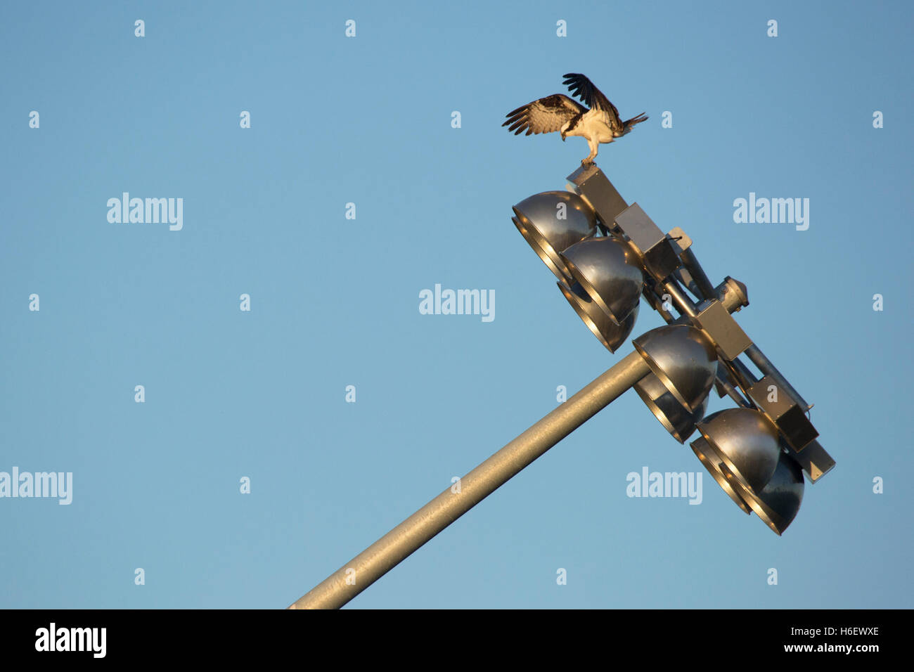 Osprey (Pandion haliaetus) atterra su Bloom, una moderna scultura di luci e metallo di Michel de Broin sull'isola di San Patrizio a Calgary Foto Stock