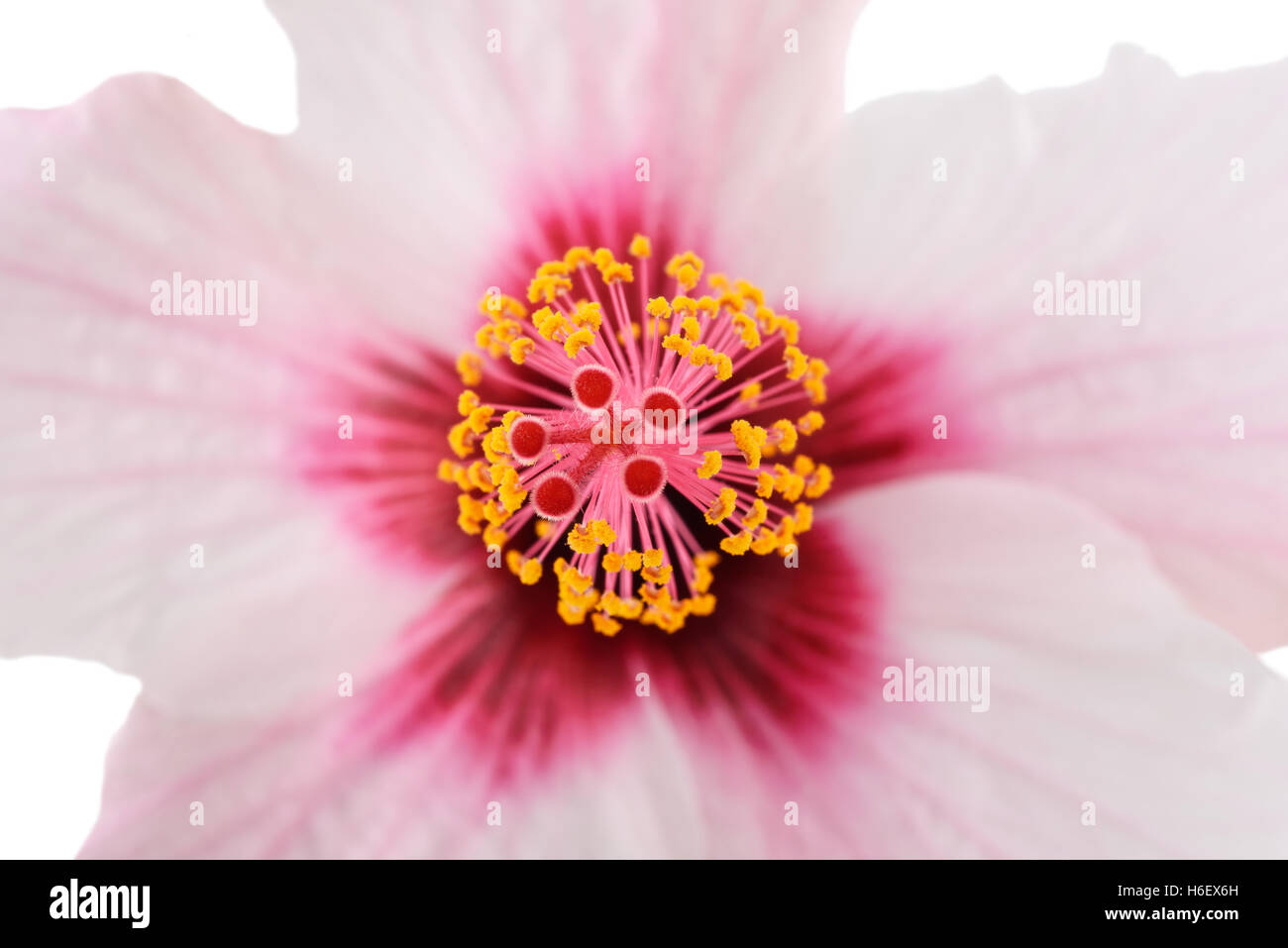Ibisco rosa con dei fiori pistillo e lo stigma Foto Stock