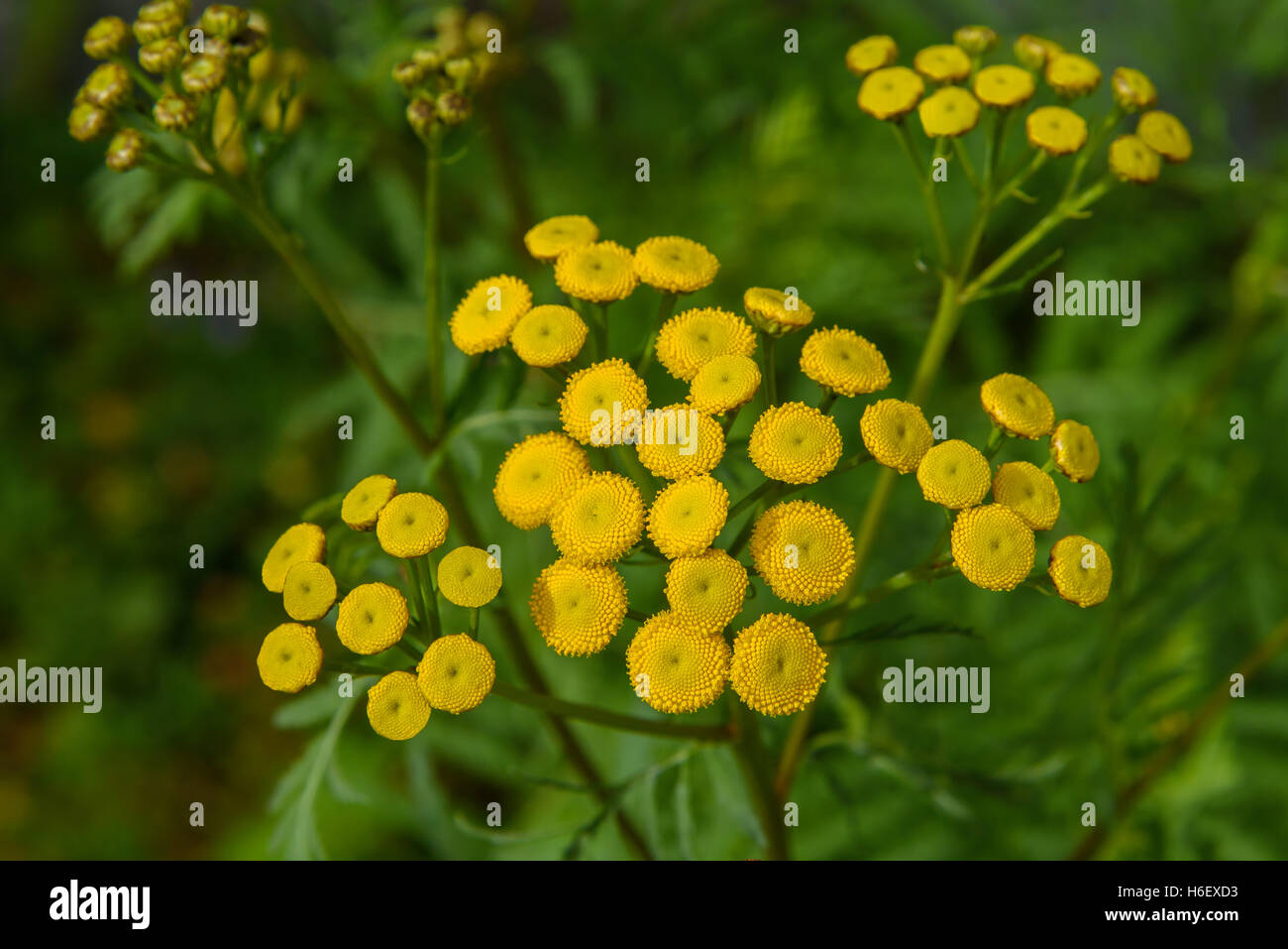 Tansy (Tanacetum vulgare) su a sfocare lo sfondo di colore verde Foto Stock