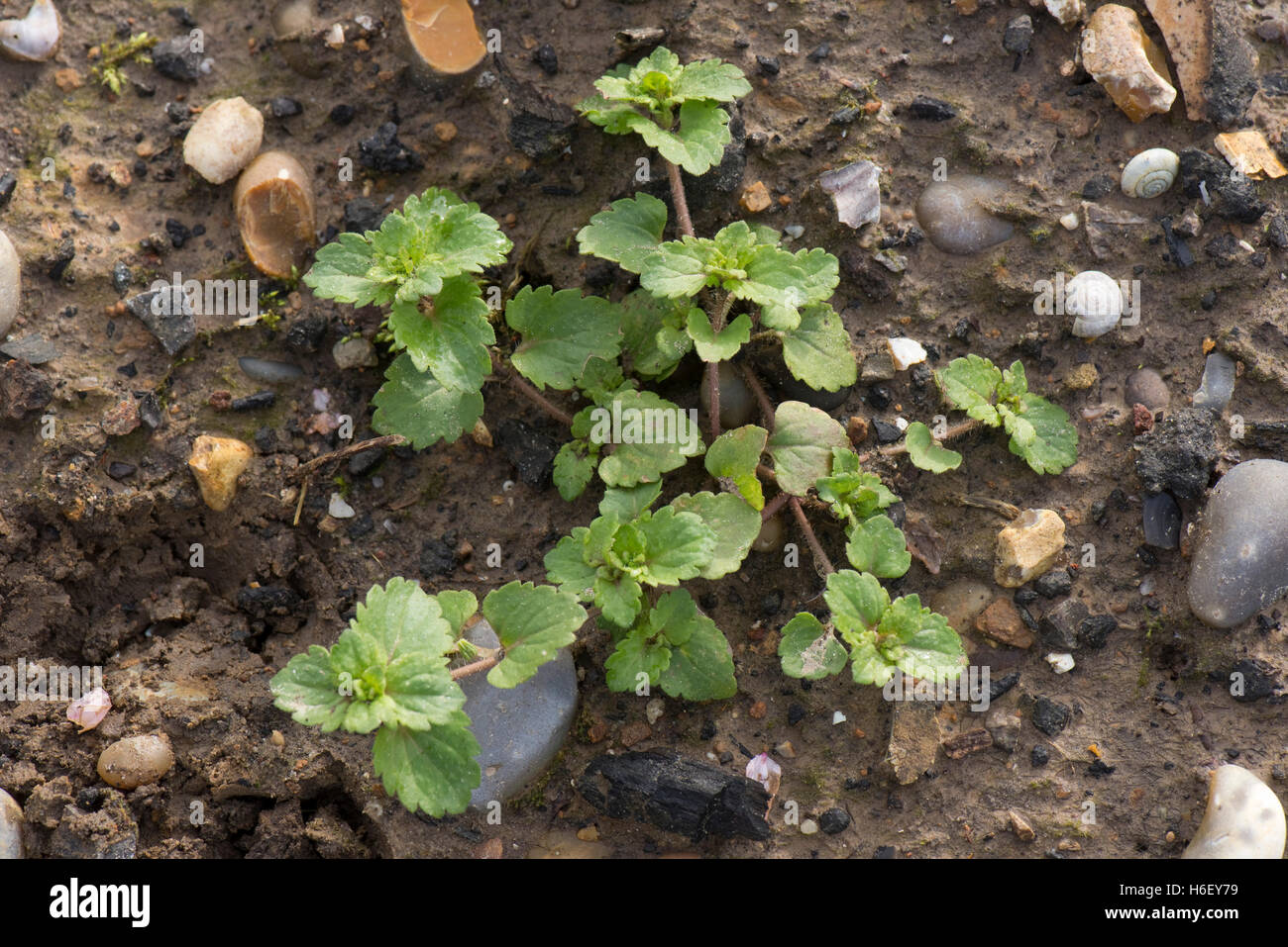 Campo comune speedwell, Veronica persica, un impianto di spalmatura di questo annuale di erbaccia di seminativi, Febbraio Foto Stock