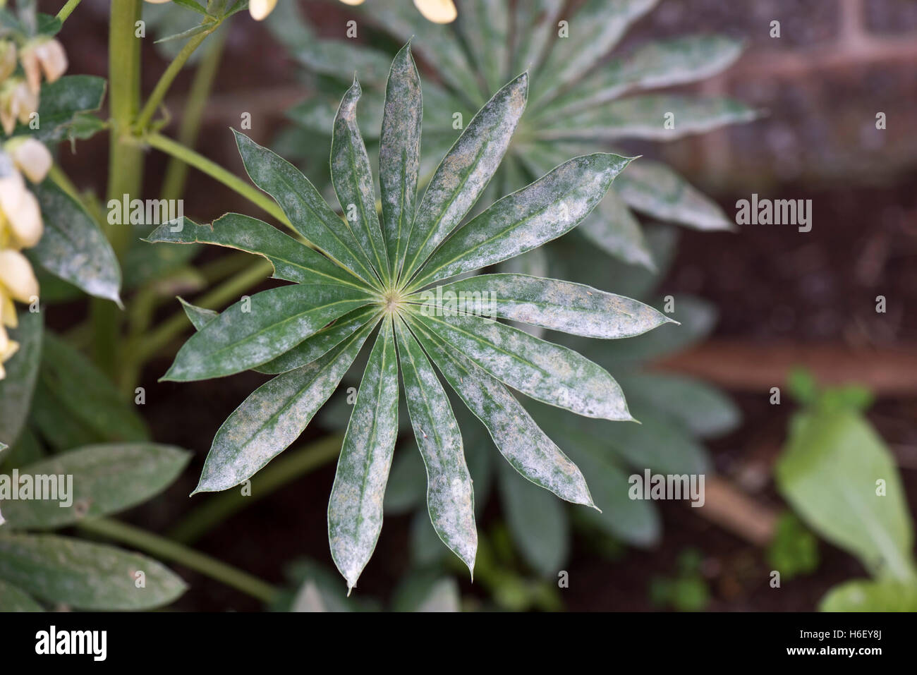 Oidio su Lupin, Lupinus sp., foglie Foto Stock