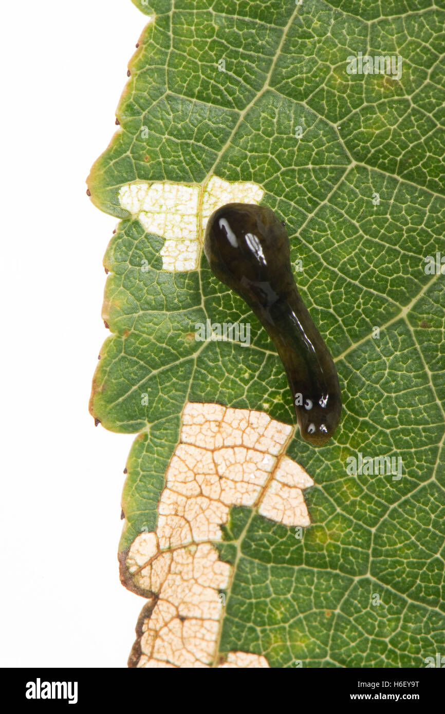 Di pere o di ciliegie sawfly slug, Caliroa cerasi, larva su una foglia di ciliegio con danni di alimentazione Foto Stock