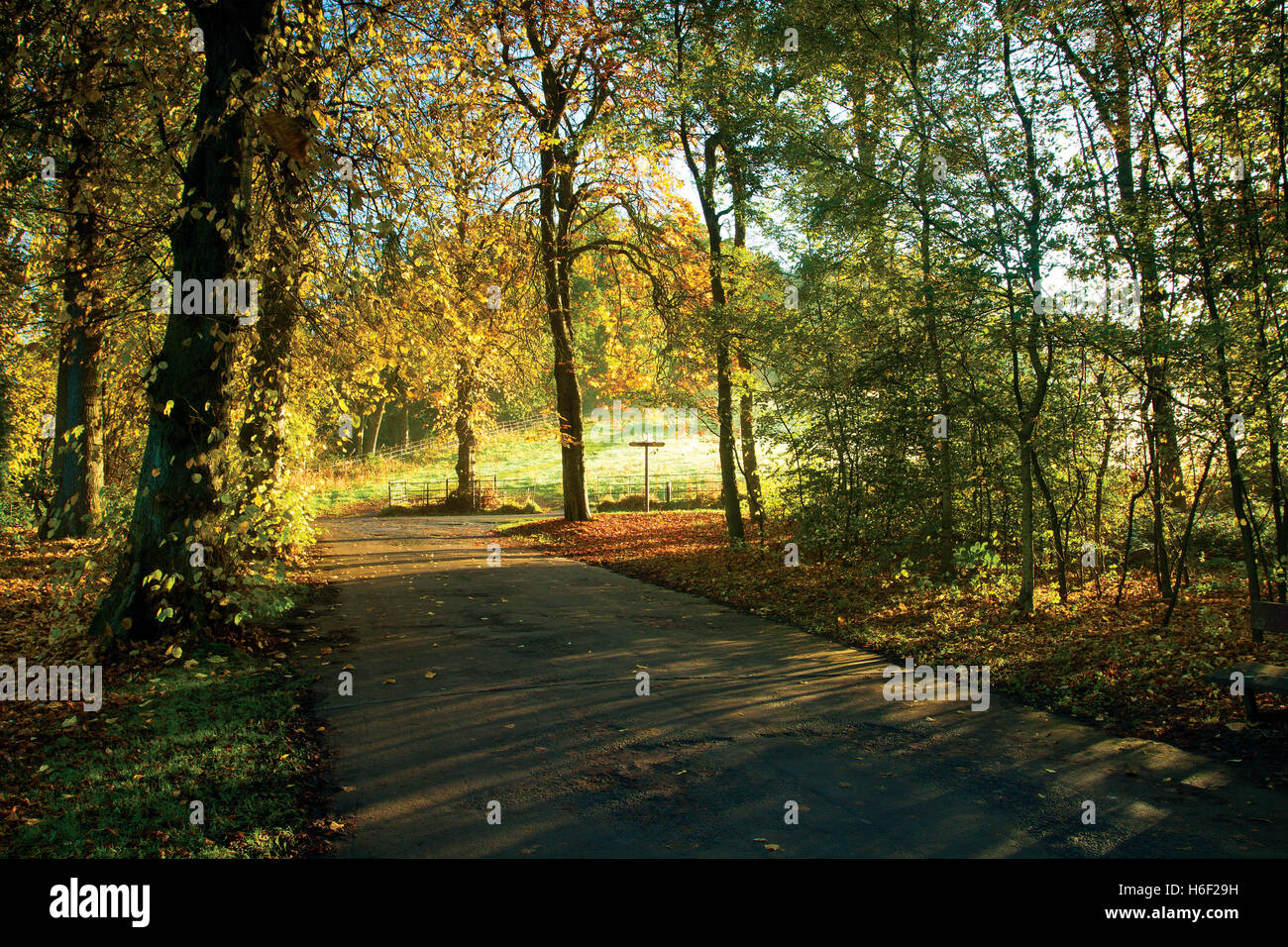 I colori autunnali, Linn Park, Glasgow Foto Stock