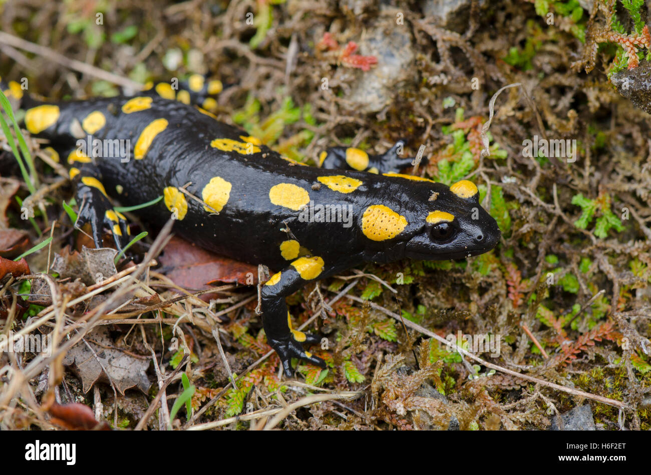 Salamandra antincendio europea (Salamandra salamandra longirostris) Salamandra bética, dopo la pioggia, Andalusia, Spagna. Foto Stock