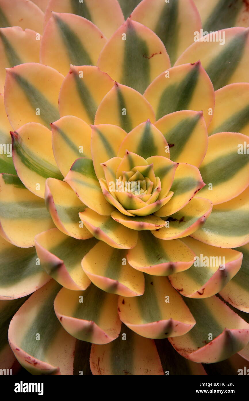 Immagine verticale di splendido succulente con marcature colorate su foglie dense ingorte, una pianta preferita per i giardinieri ovunque. Foto Stock