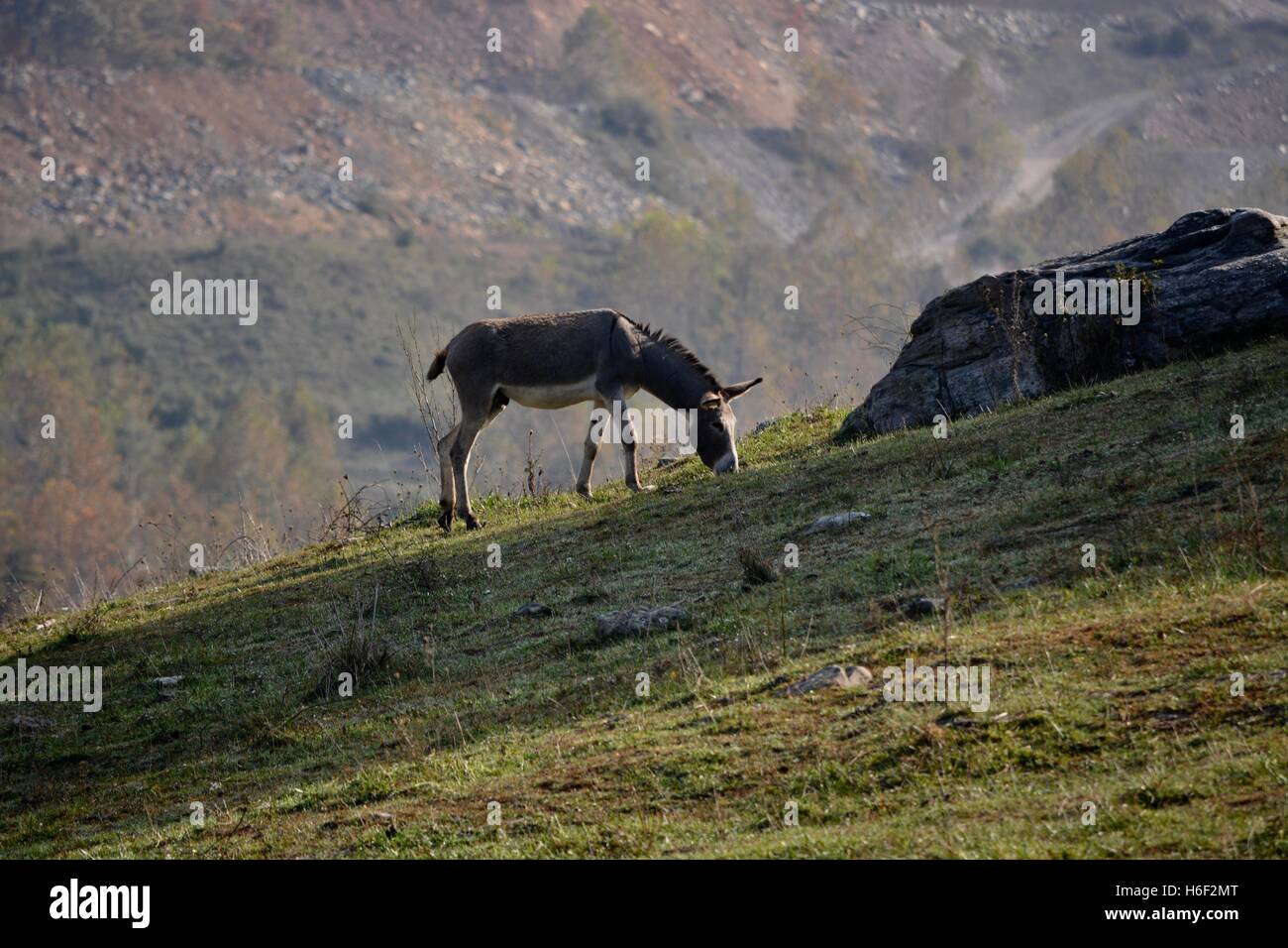 Asino su un lato montagna Foto Stock