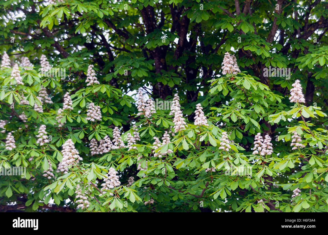 Fioritura di castagno (Aesculus hippocastanum) Foto Stock