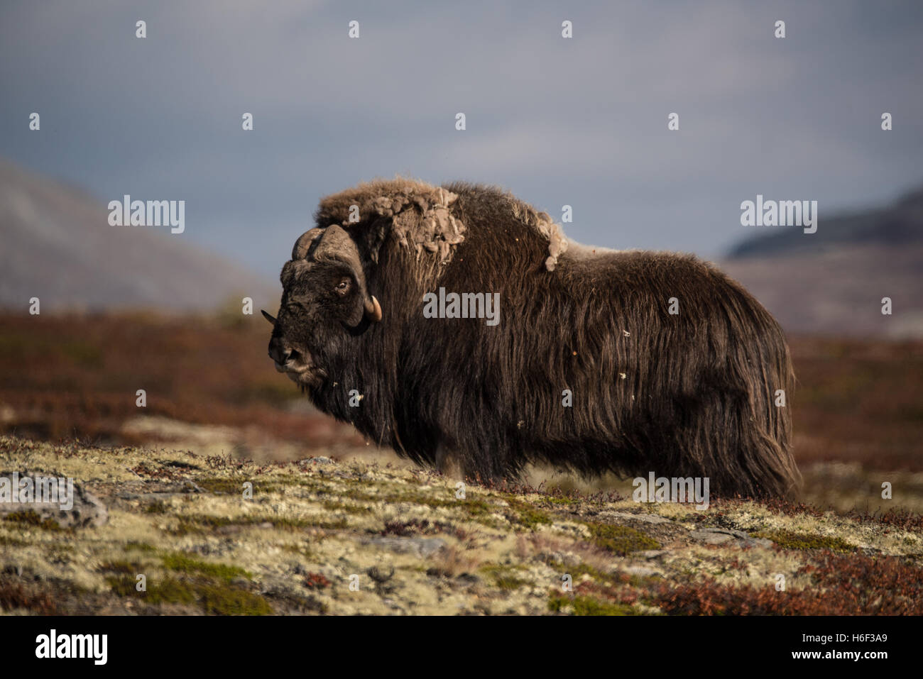 Musk ox a Dovre fjell Norvegia Foto Stock