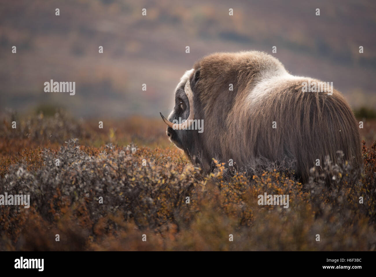Musk ox a Dovre fjell Norvegia Foto Stock