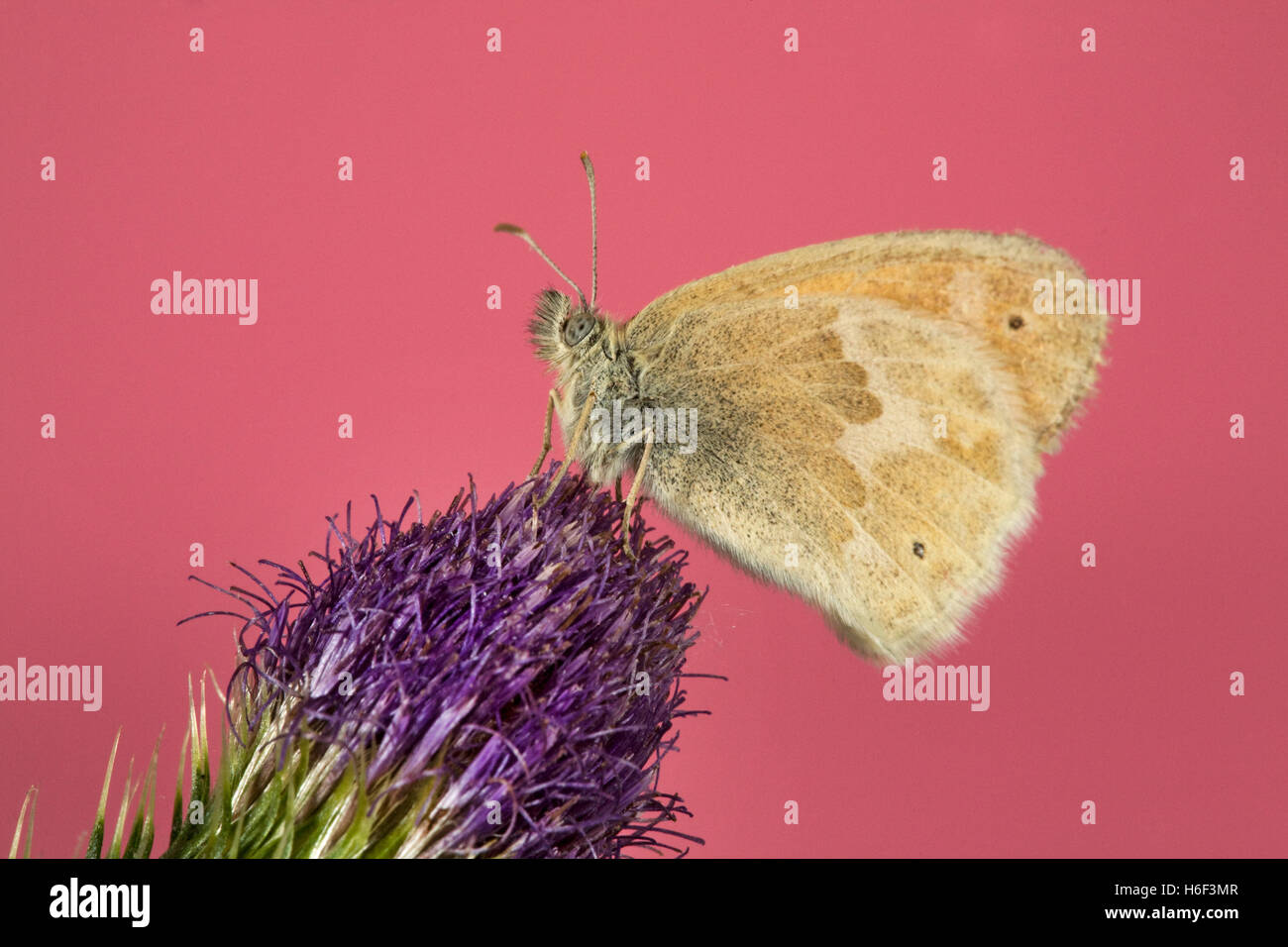 Un dolce di zolfo, butterfly Nathalis iole, noto anche come un nano giallo farfalla sulla a thistle Foto Stock