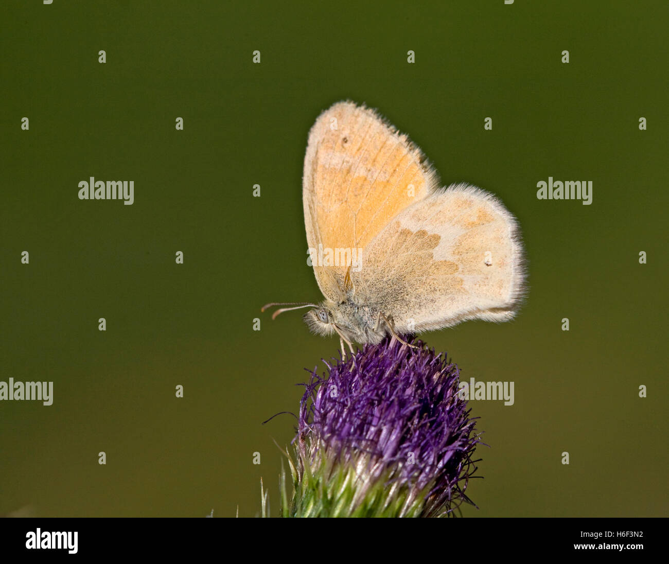 Un dolce di zolfo, butterfly Nathalis iole, noto anche come un nano giallo farfalla sulla a thistle Foto Stock