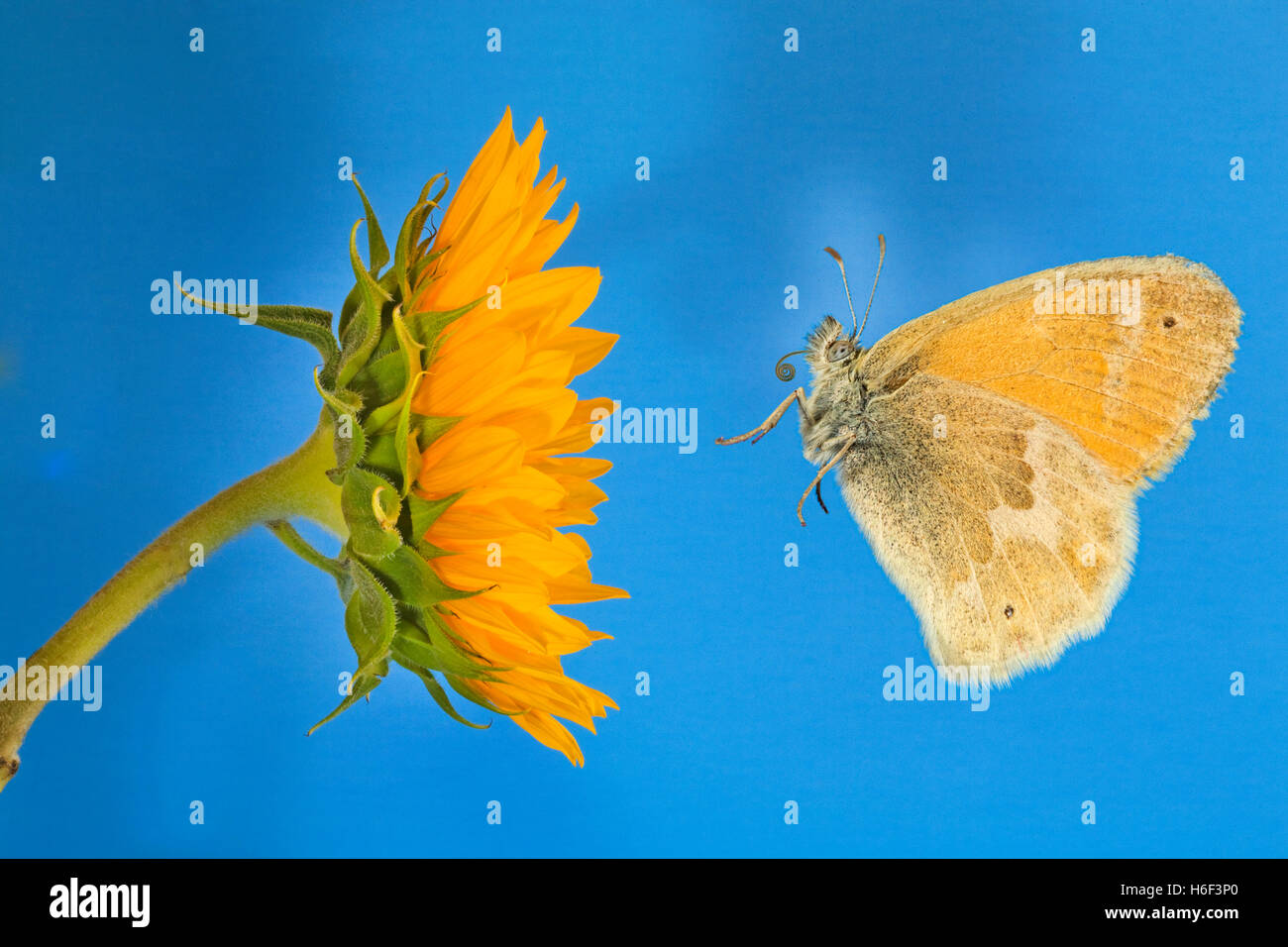 Un dolce di zolfo, butterfly Nathalis iole, noto anche come un nano giallo farfalla sulla a thistle Foto Stock
