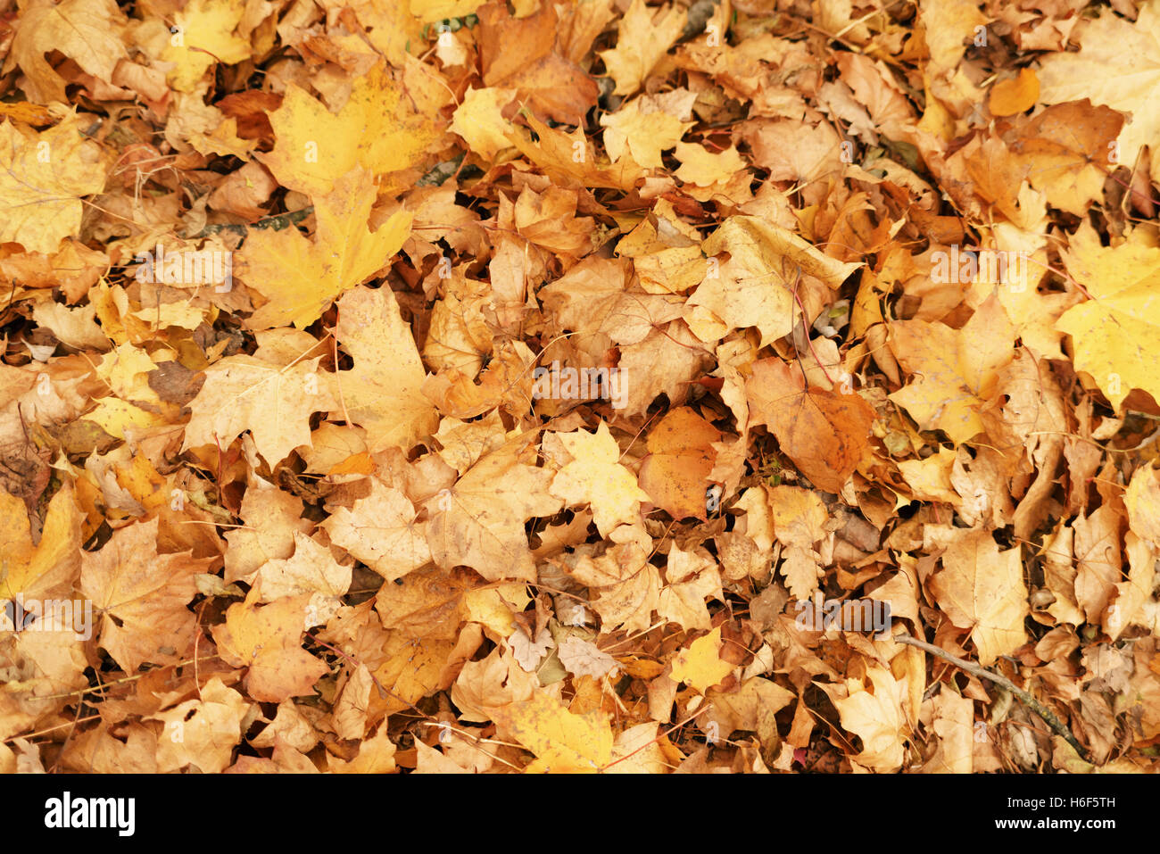 Caduto a secco di acero in autunno cadono le foglie sullo sfondo Foto Stock