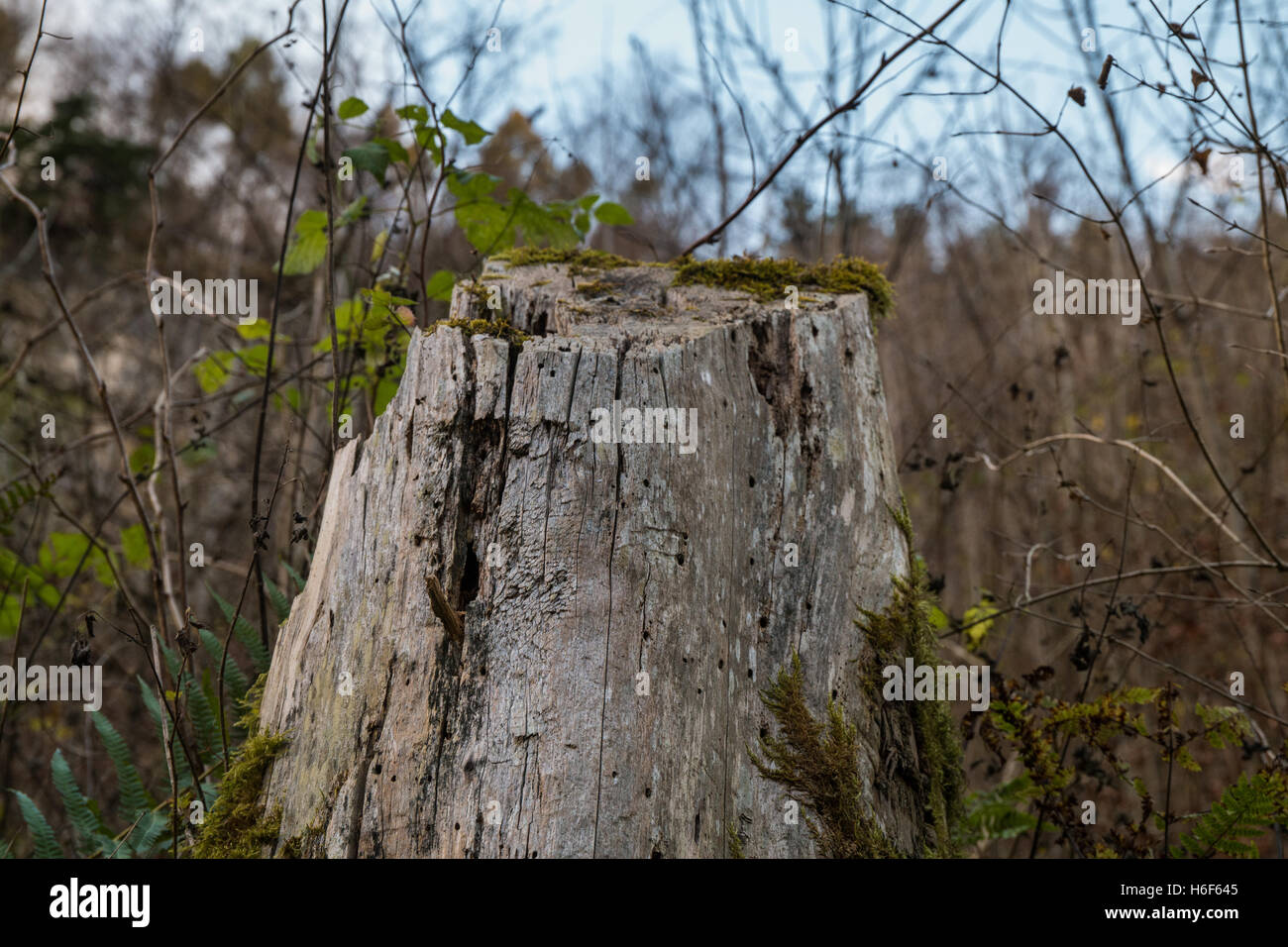 Un ceppo di albero in autunno Foto Stock