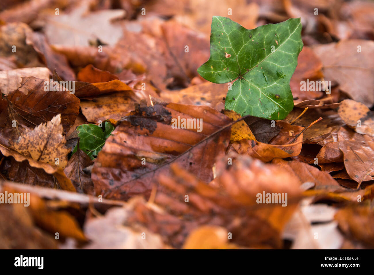 Una foglia verde che cresce dal foglie marrone Foto Stock
