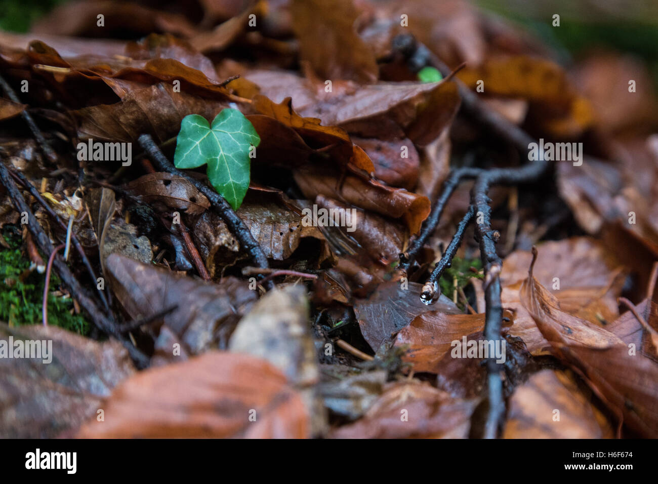 Un gingle foglia verde che cresce in un mare di foglie di colore marrone Foto Stock