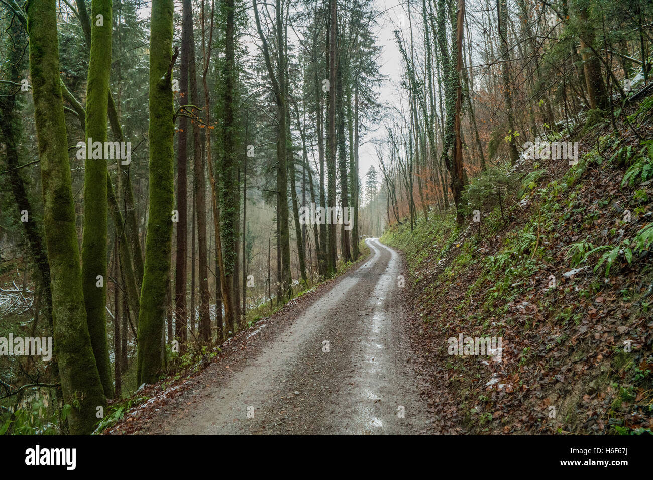 Una strada che conduce attraverso un bosco svizzero durante la caduta Foto Stock