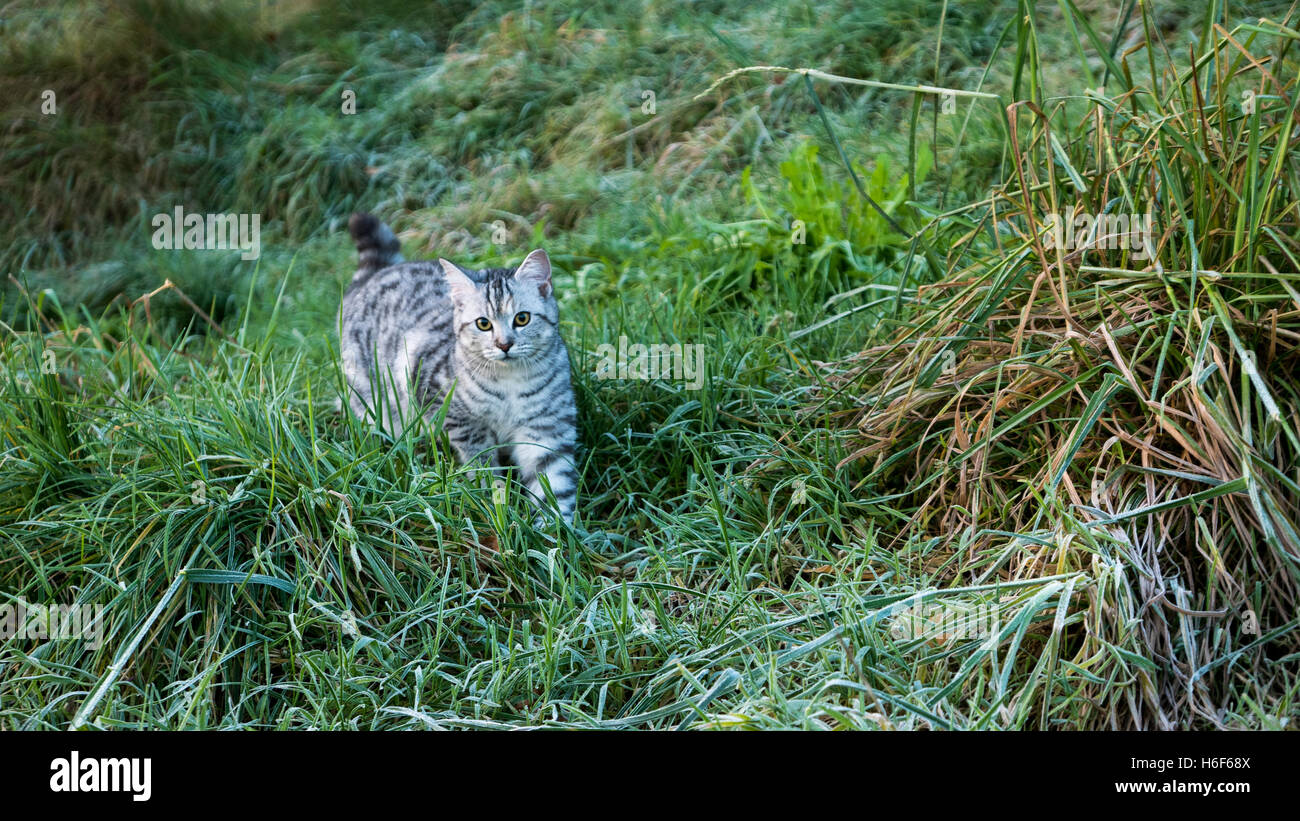 Un grigio tabby a piedi attraverso un verde prato Foto Stock