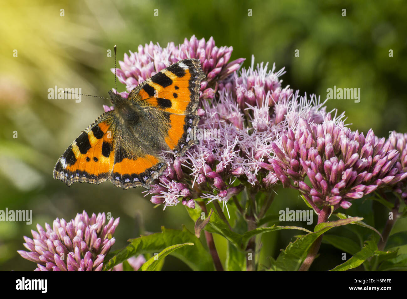Il Compton tartaruga (Nymphalis vaualbum) Foto Stock
