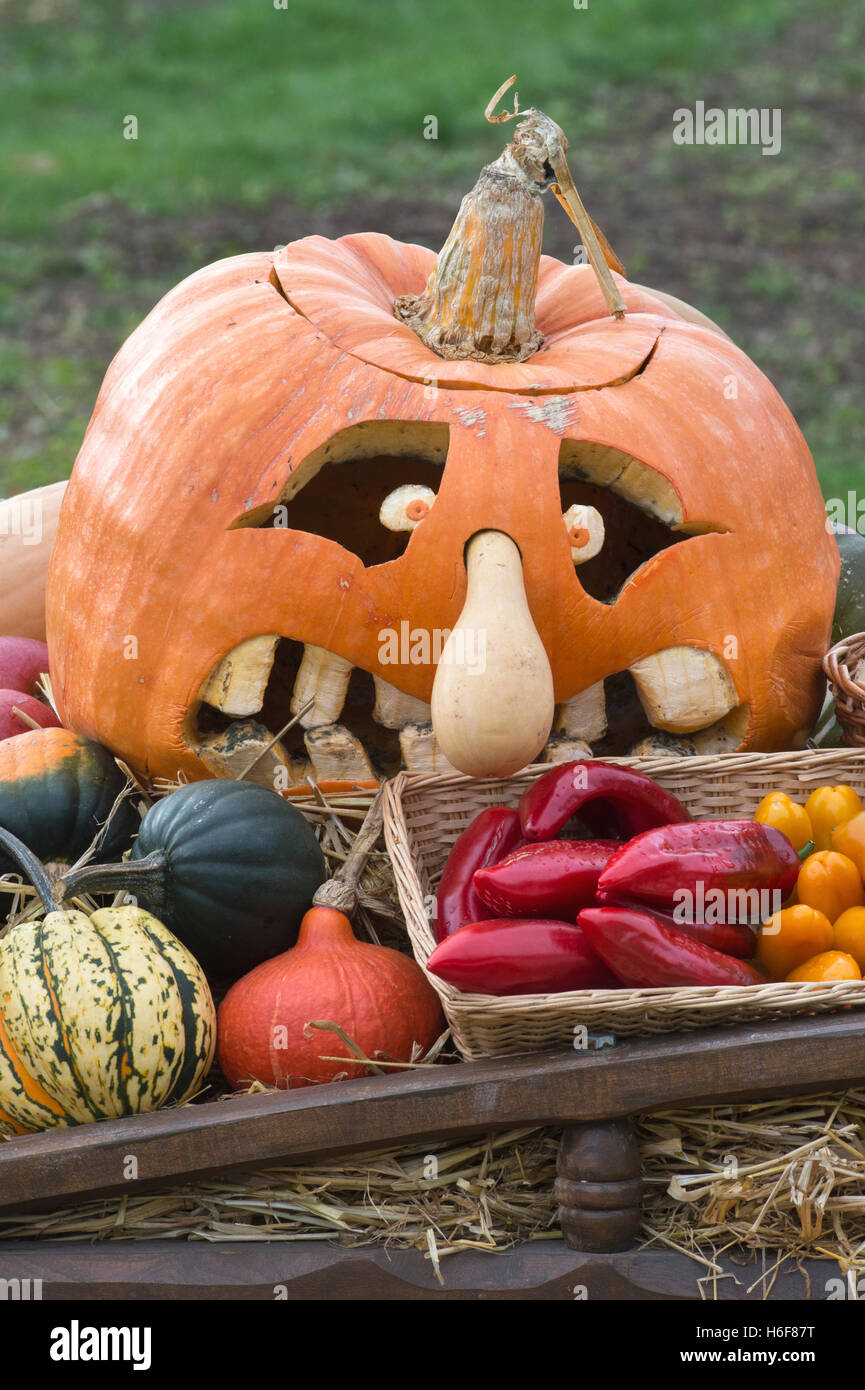 Zucca di Halloween e zucca di visualizzazione alla RHS Wisley Autunno Mostra, Surrey, Inghilterra Foto Stock