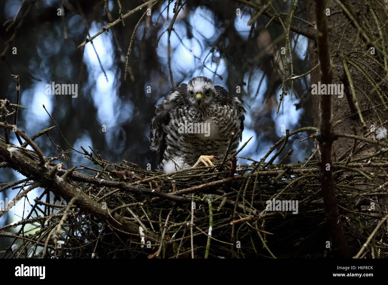 Sparrowhawk / Sperber ( Accipiter nisus ), giovane rapace, quasi a tutti gli effetti, seduto sul bordo del suo nido in un abete rosso, fauna selvatica, Europa. Foto Stock