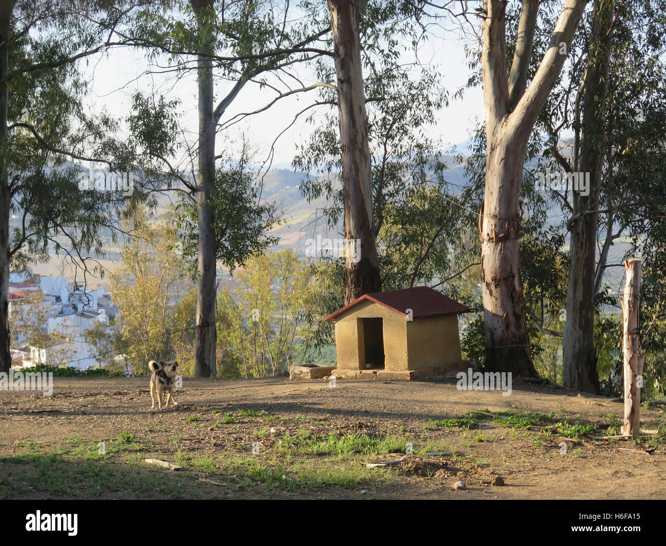 Cane sulla catena nella parte anteriore del mattone costruito kennel in eucalipto terreno ombreggiato in villaggio andaluso Foto Stock