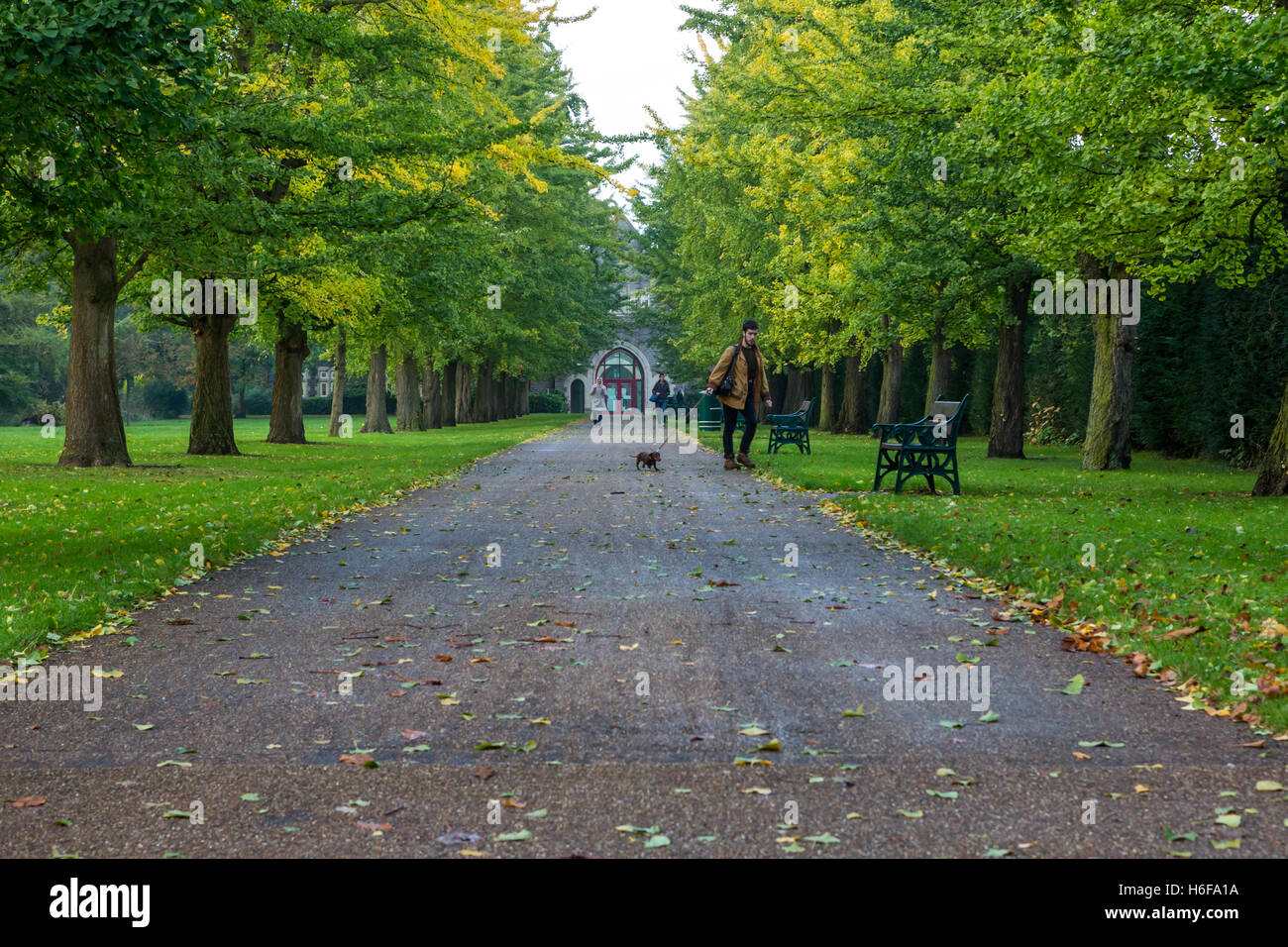 Un uomo che cammina il suo cane attraverso un viale alberato percorso in Bute Park Cardiff Foto Stock