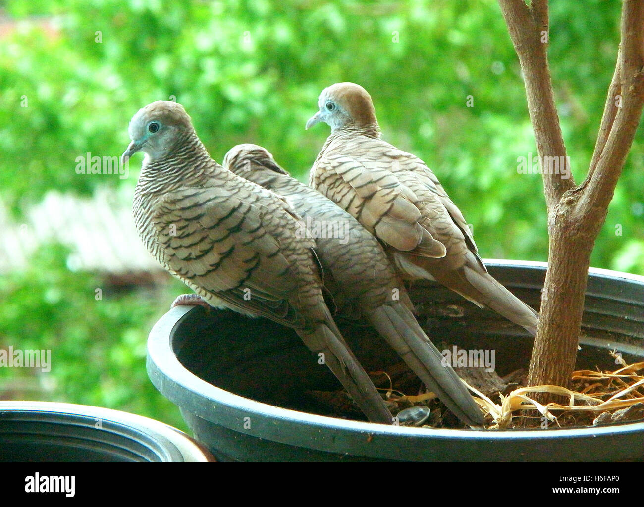 Uccello genitore e bambino uccello di Wild Zebra Colomba famiglia insieme rilassante sulla piantatrice Foto Stock