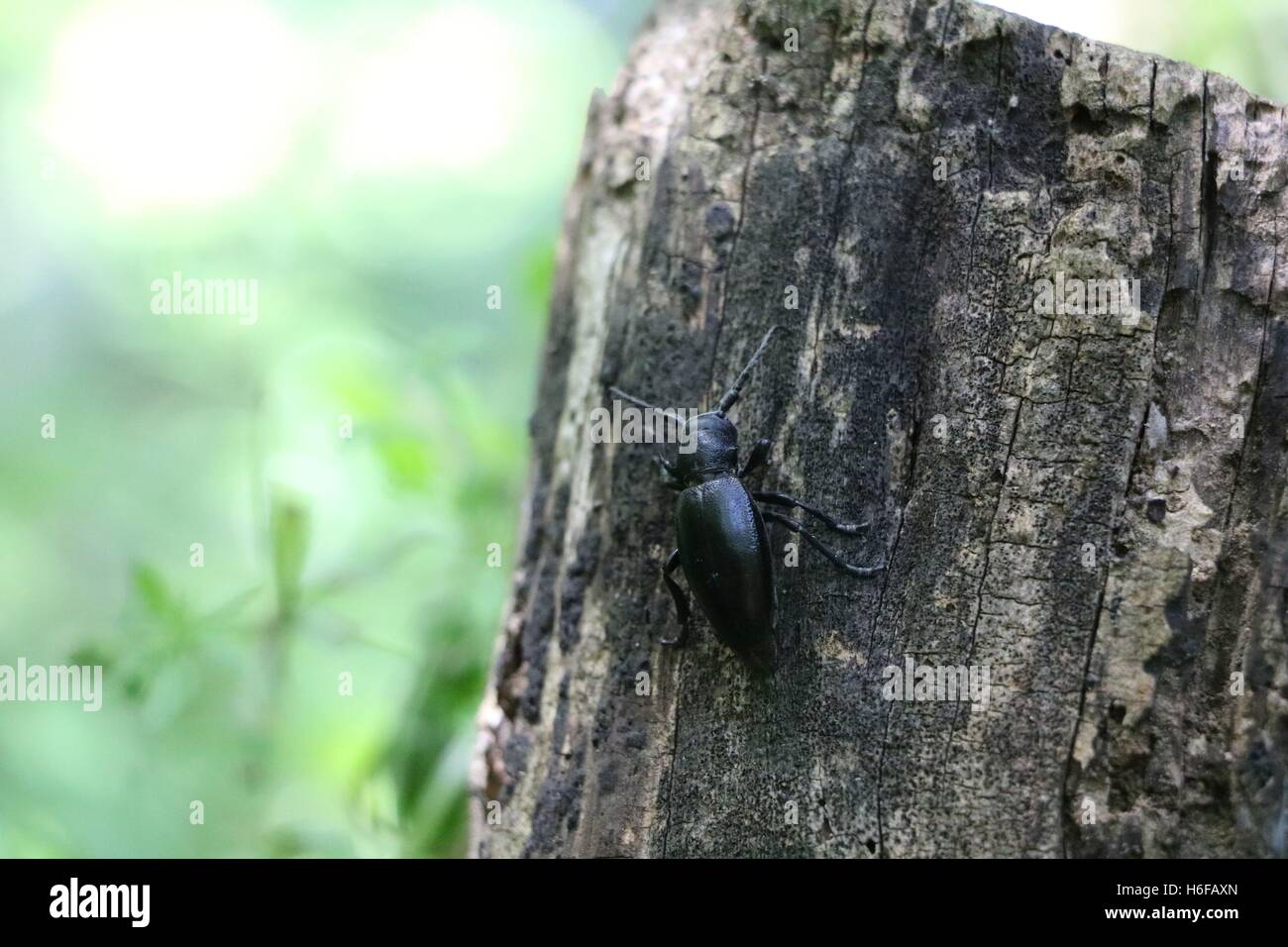 Black Bug o insetto disponibili in alta risoluzione e di diverse dimensioni per adattarsi alle esigenze del vostro progetto Foto Stock