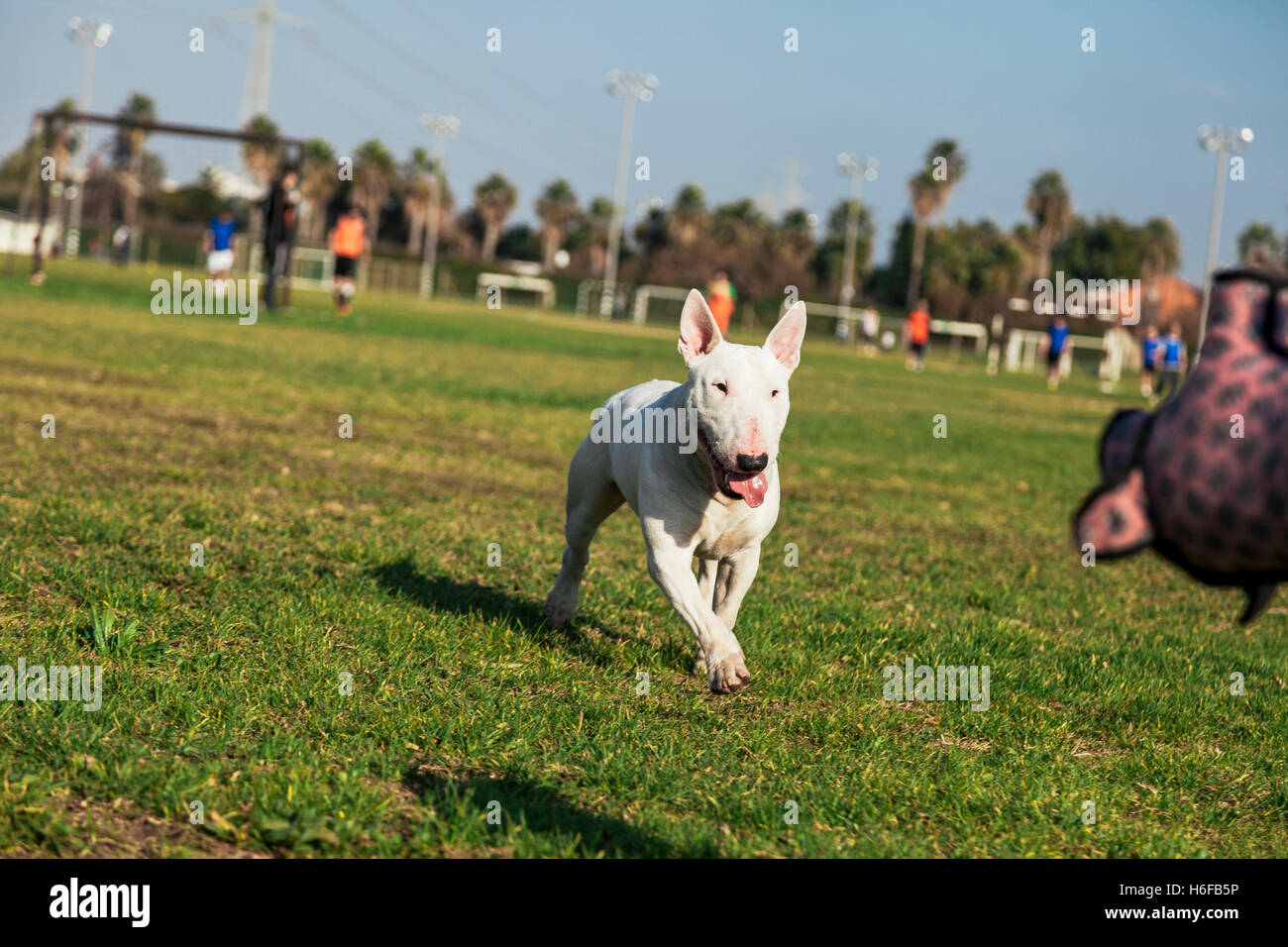 Bull Terrier cane giocare con un giocattolo di peluche maiale in una giornata di sole al parco. Foto Stock