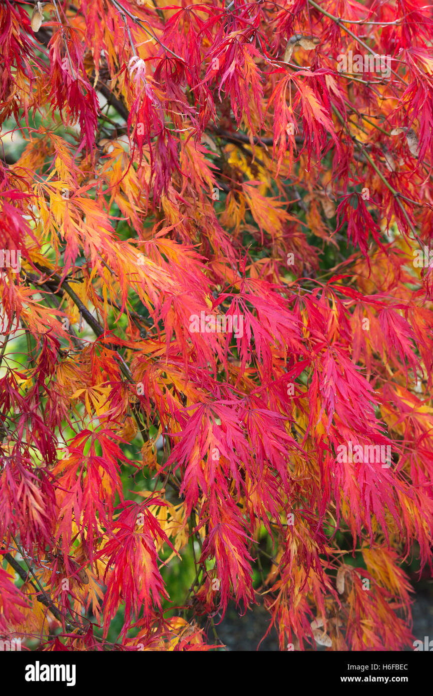 Acer palmatum dissectum in autunno. Aceri giapponesi in autunno Foto Stock