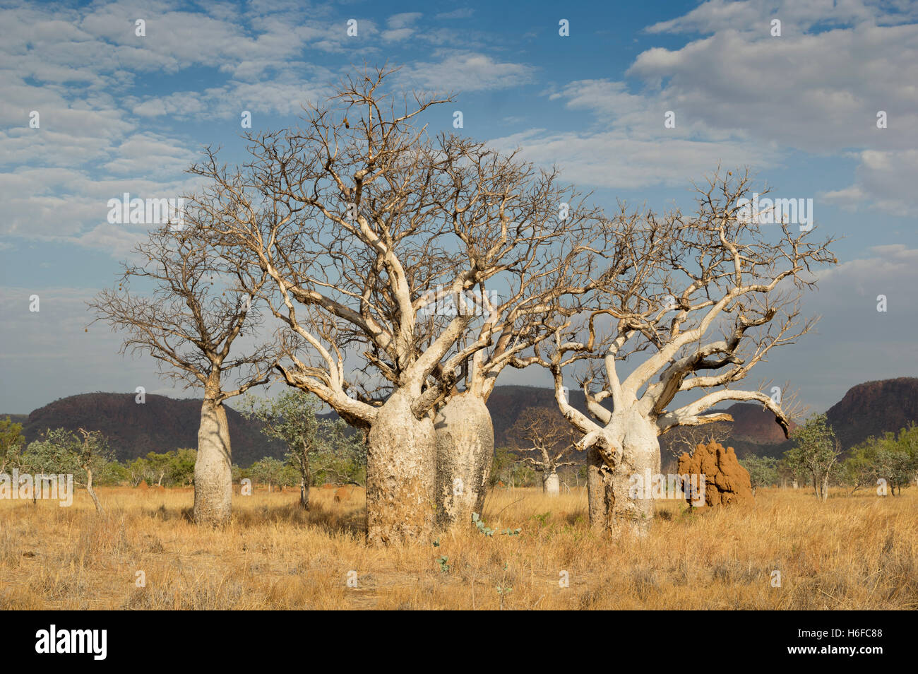 Alberi Boab nella Kimberley, Western Australia. Foto Stock