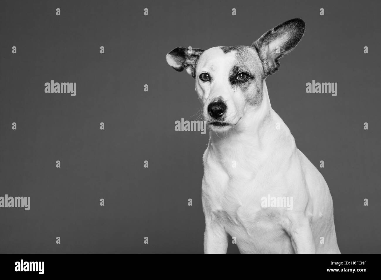 Ritratto in studio di una razza mista cane guardando la fotocamera. Foto Stock