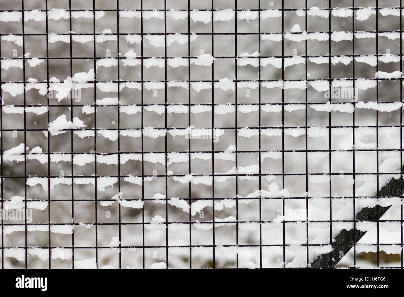 Snow aggrappati alla maglia di filo Foto Stock