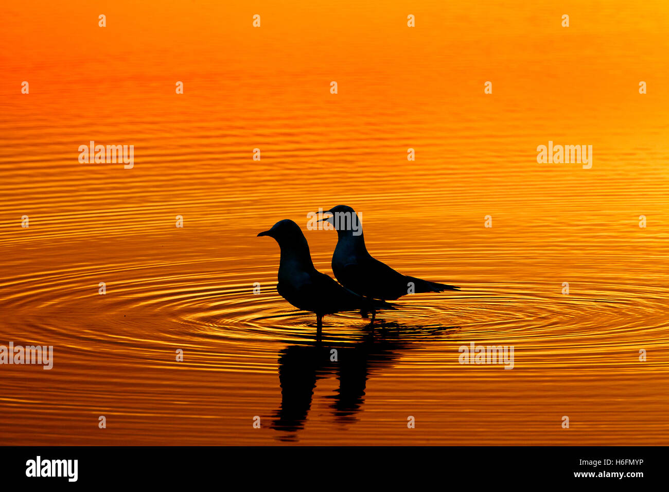 Una coppia di a testa nera Gabbiani Larus ridbundus stagliano sulla piscina costiera al tramonto Foto Stock
