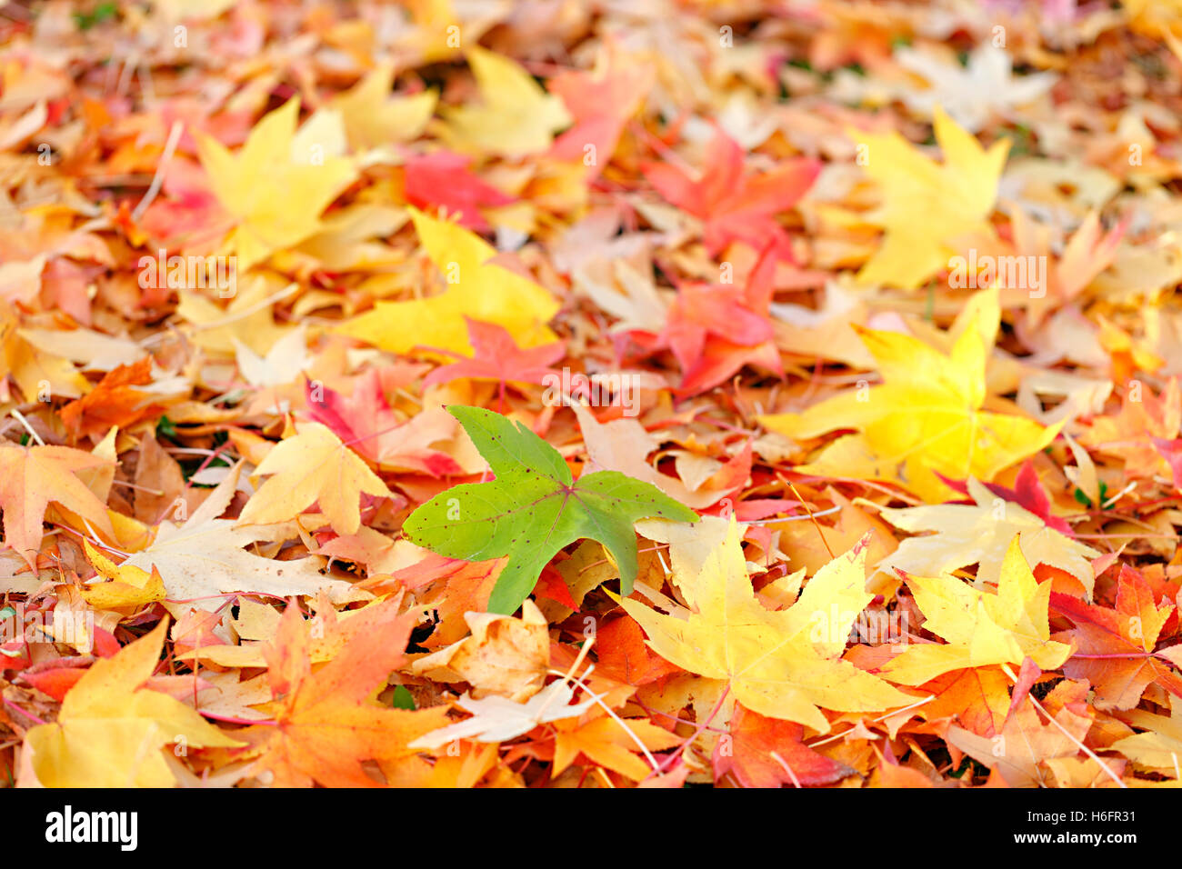 Colorato Foglie di autunno Foto Stock