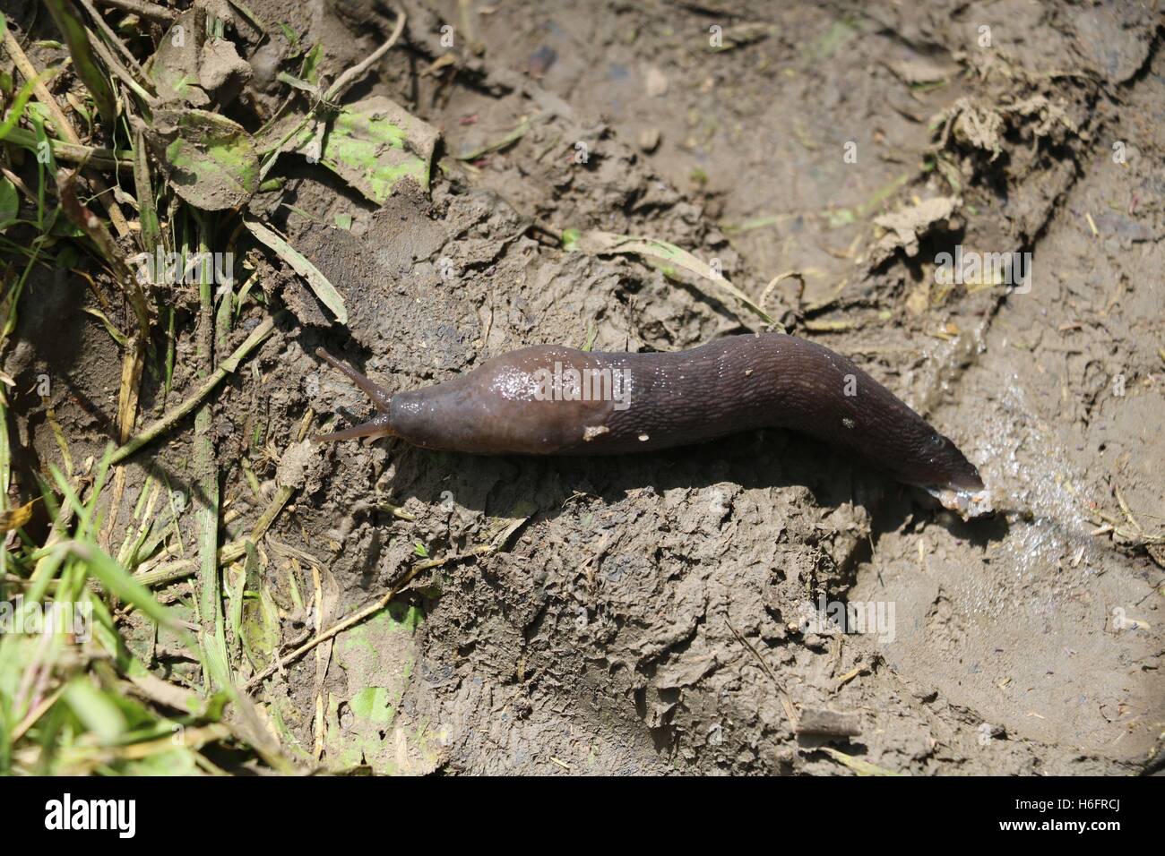 Slug nella foresta verde disponibili in alta risoluzione e di diverse dimensioni per adattarsi alle esigenze del vostro progetto Foto Stock