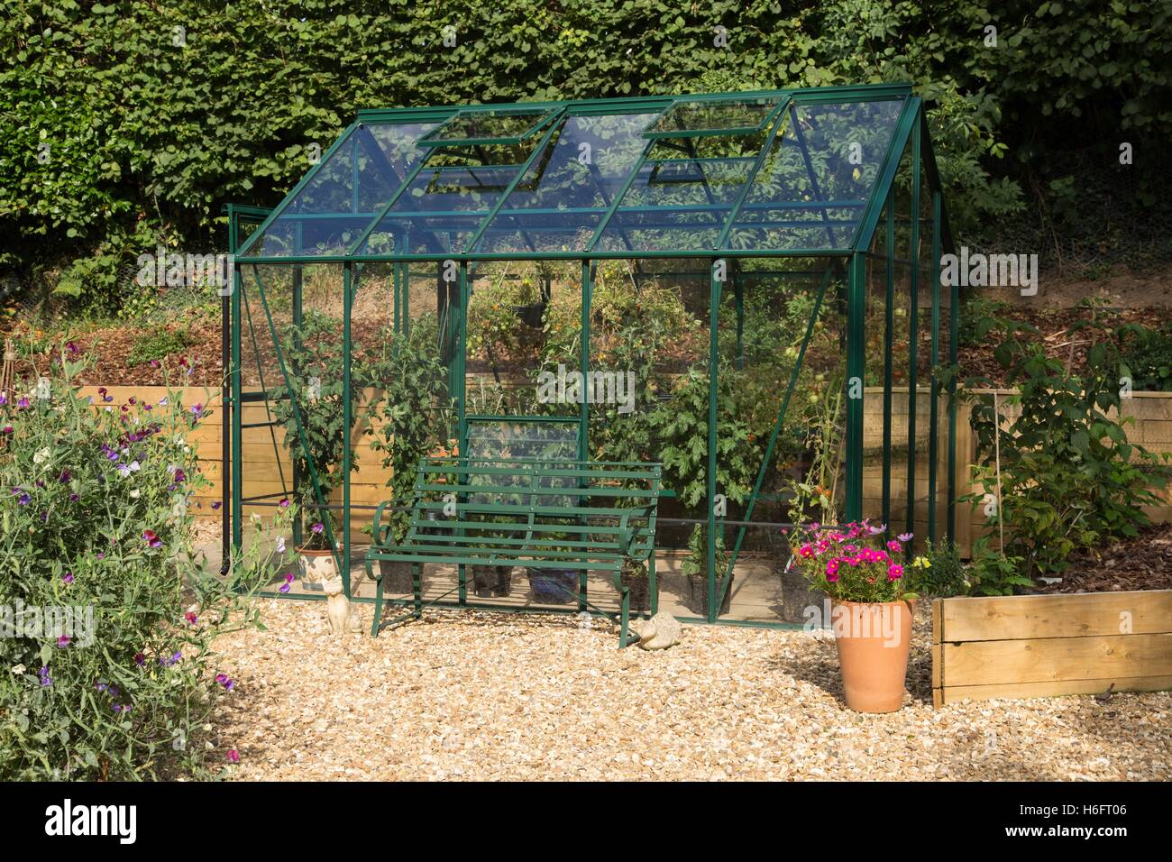 Un metallo verde serra, tetto ventilato finestre, porte scorrevoli e giardino sedile, la coltivazione di pomodori e crisantemi Foto Stock