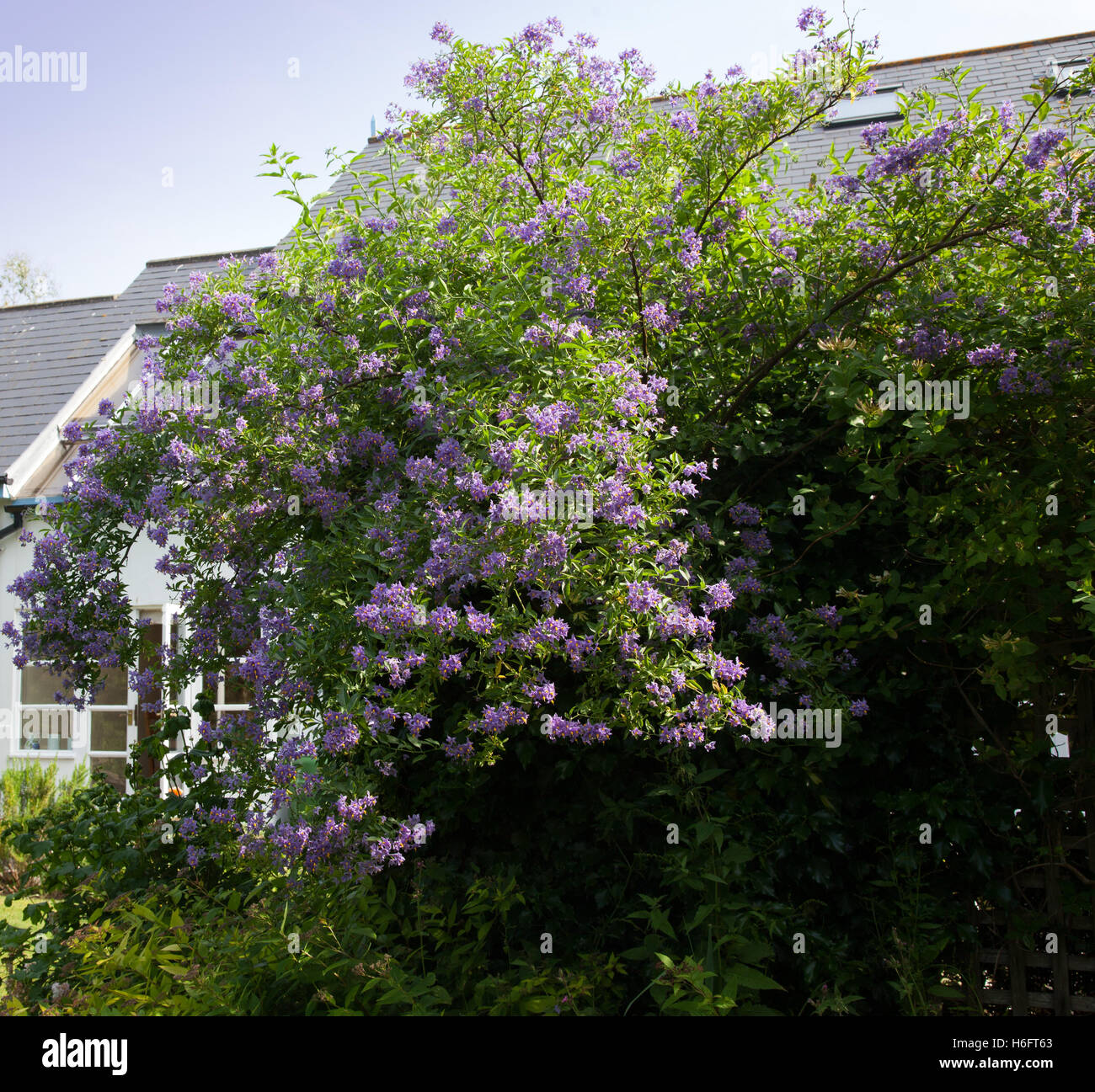 Solanum crispum 'Glasnevin' crescendo un graticcio in Devon giardino della casa bianca Foto Stock