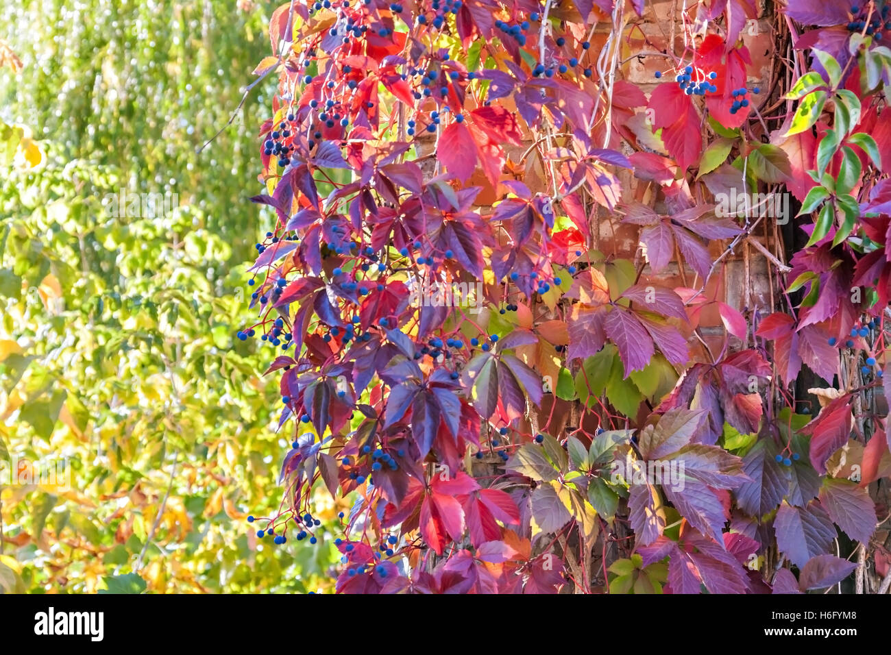 Rosso intenso ivy in autunno la luce del sole. Foto Stock