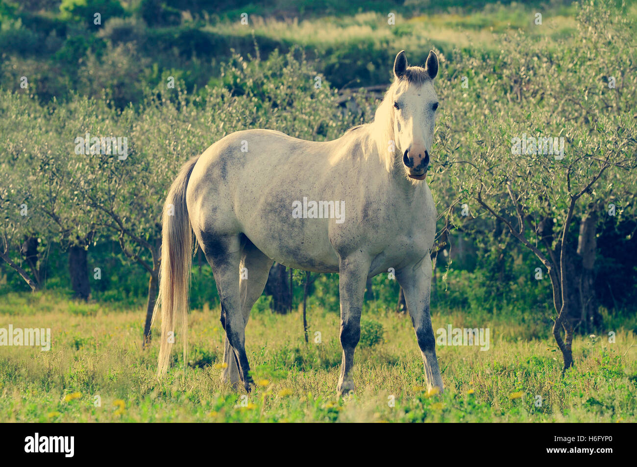 Ritratto di cavallo in piedi contro gli alberi su campo Foto Stock