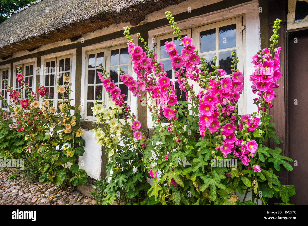 Danimarca, Funen, Odense, Funen village open air museum, Malva fiori dal lato di una tradizionale struttura di legno Funen farm house Foto Stock