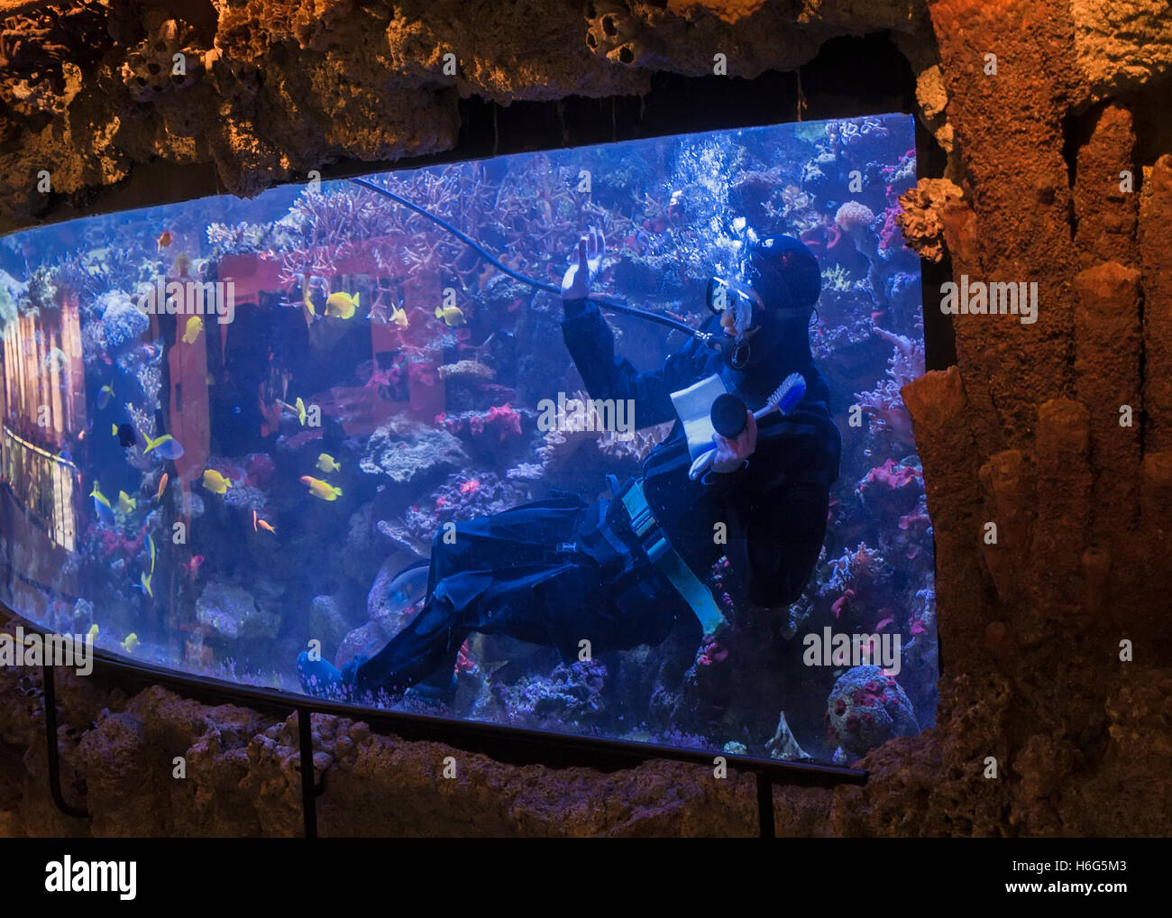 La pulizia dell'acquario-uomo immersioni all'interno dell'acquario Foto Stock