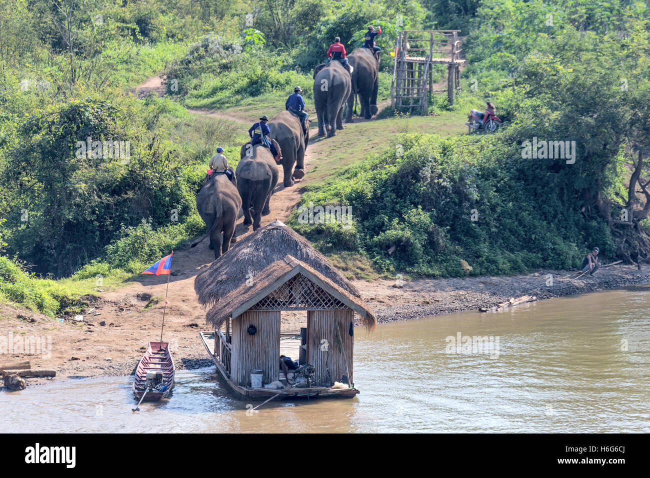 Elefante asiatico (asiatico), elefante elefante elefante, attraversamento del fiume Nam Khan, piattaforma di montaggio di case galleggianti ed elefanti, Villaggio dell'elefante, Ban Xieng Lom, Luang Prabang, Laos Foto Stock