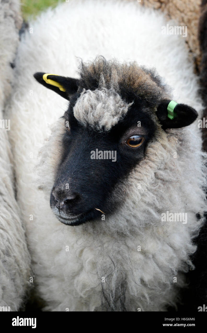 Peter Glanville con il suo gregge di pecore delle Shetland che producono organici lana Shetland in colori naturali. Foto Stock