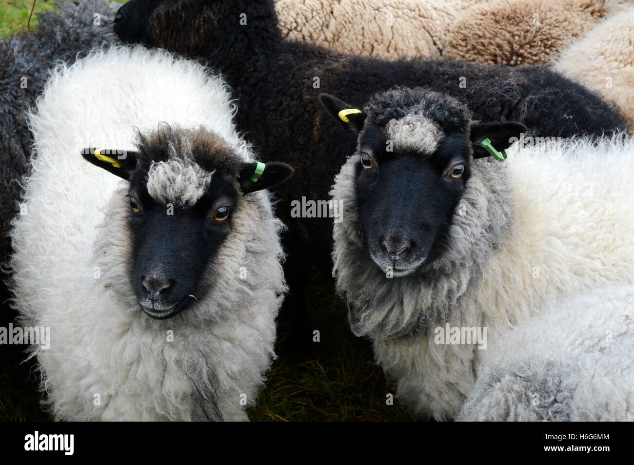 Peter Glanville con il suo gregge di pecore delle Shetland che producono organici lana Shetland in colori naturali. Foto Stock