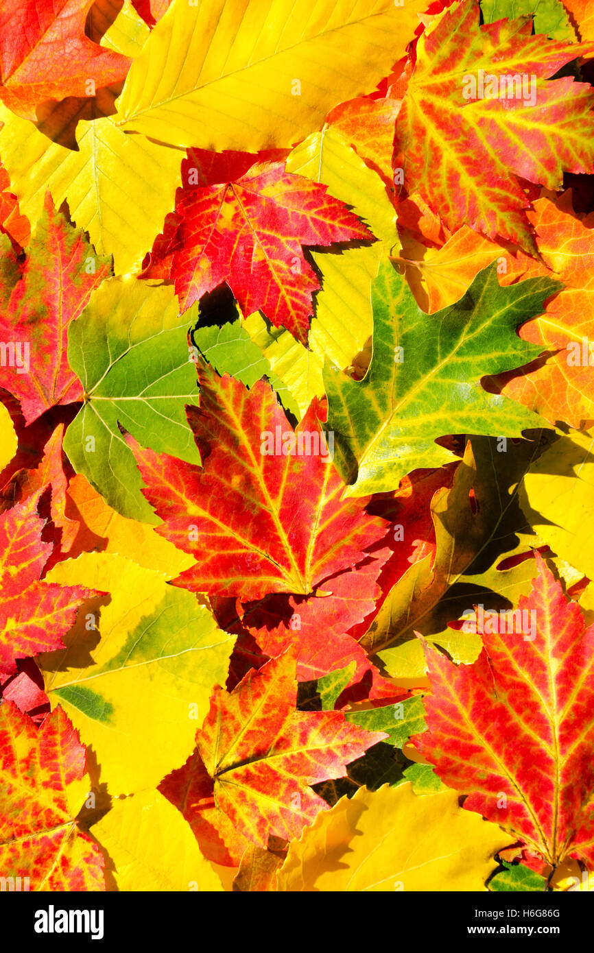 Colorato Foglie di autunno abstract Foto Stock