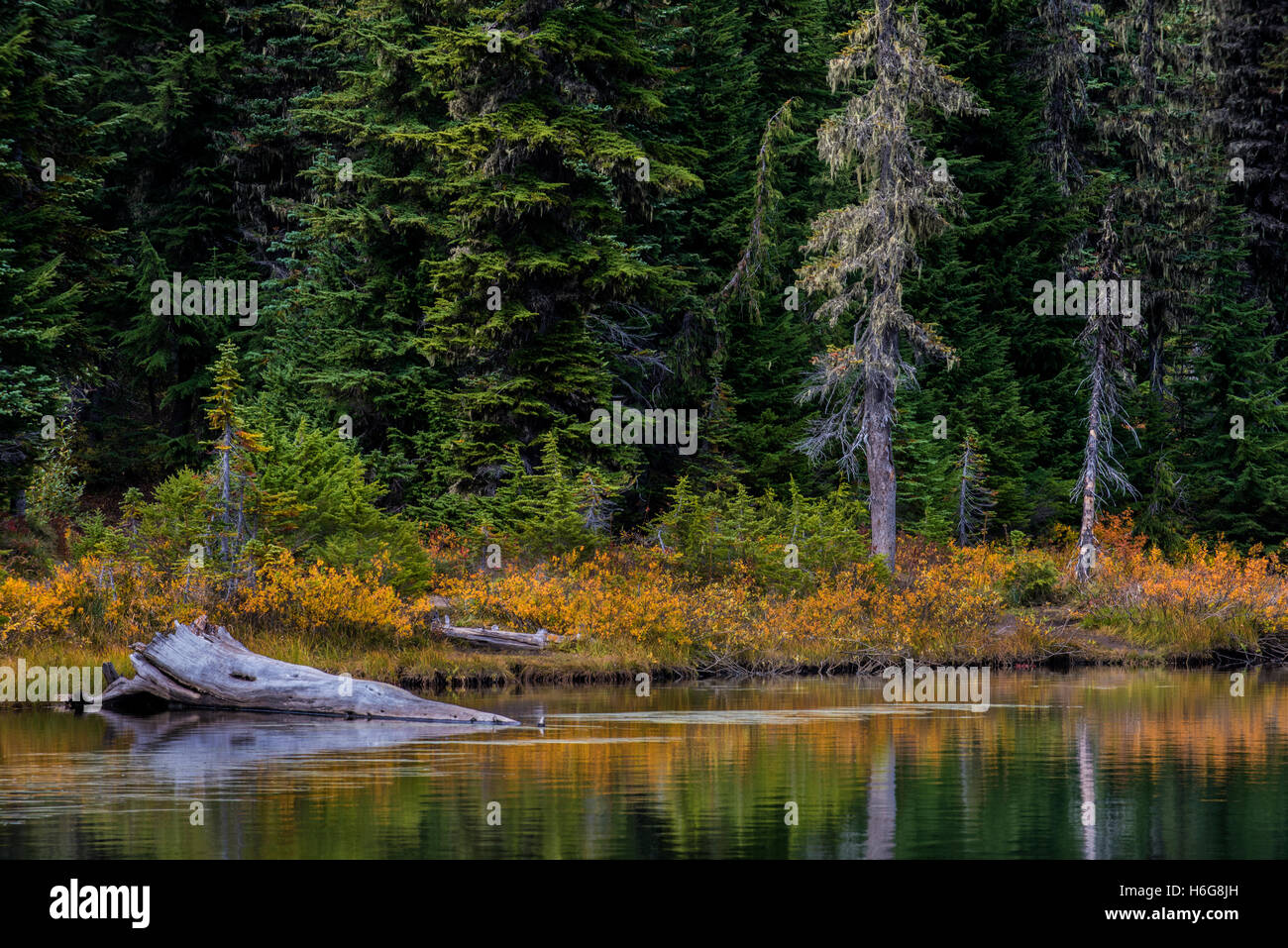 Lago di riflessione, Mt. Rainier National Park, Washington Foto Stock