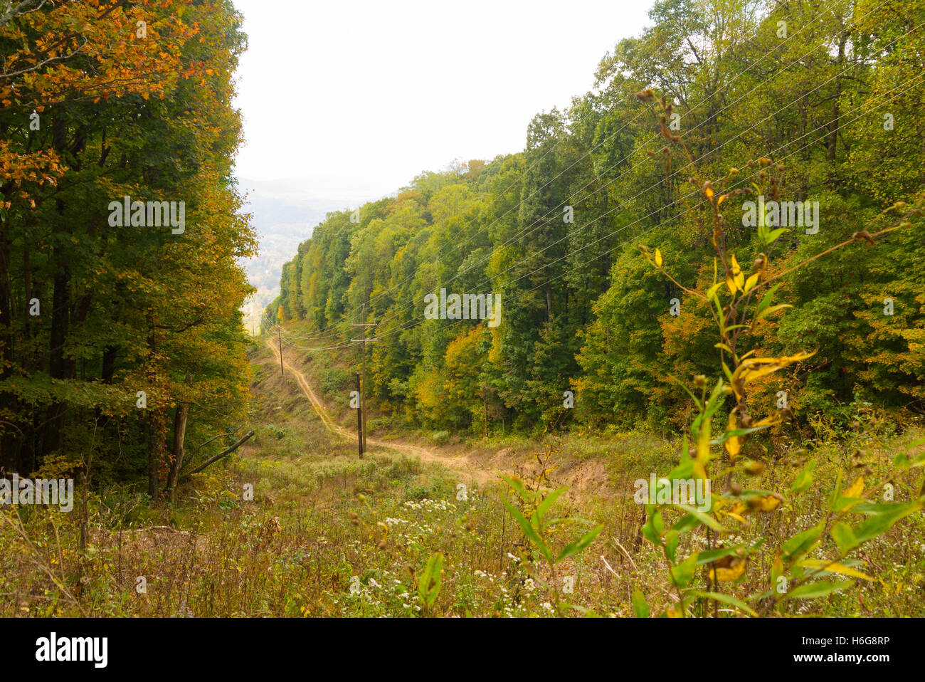 Taglio Powerline attraverso gli alberi in Morgan County Tennessee Foto Stock