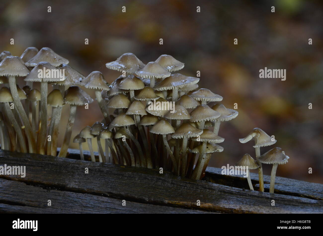 I funghi di bosco. (Non commestibile) Foto Stock